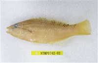 藏品(日本擬隆頭魚)的圖片